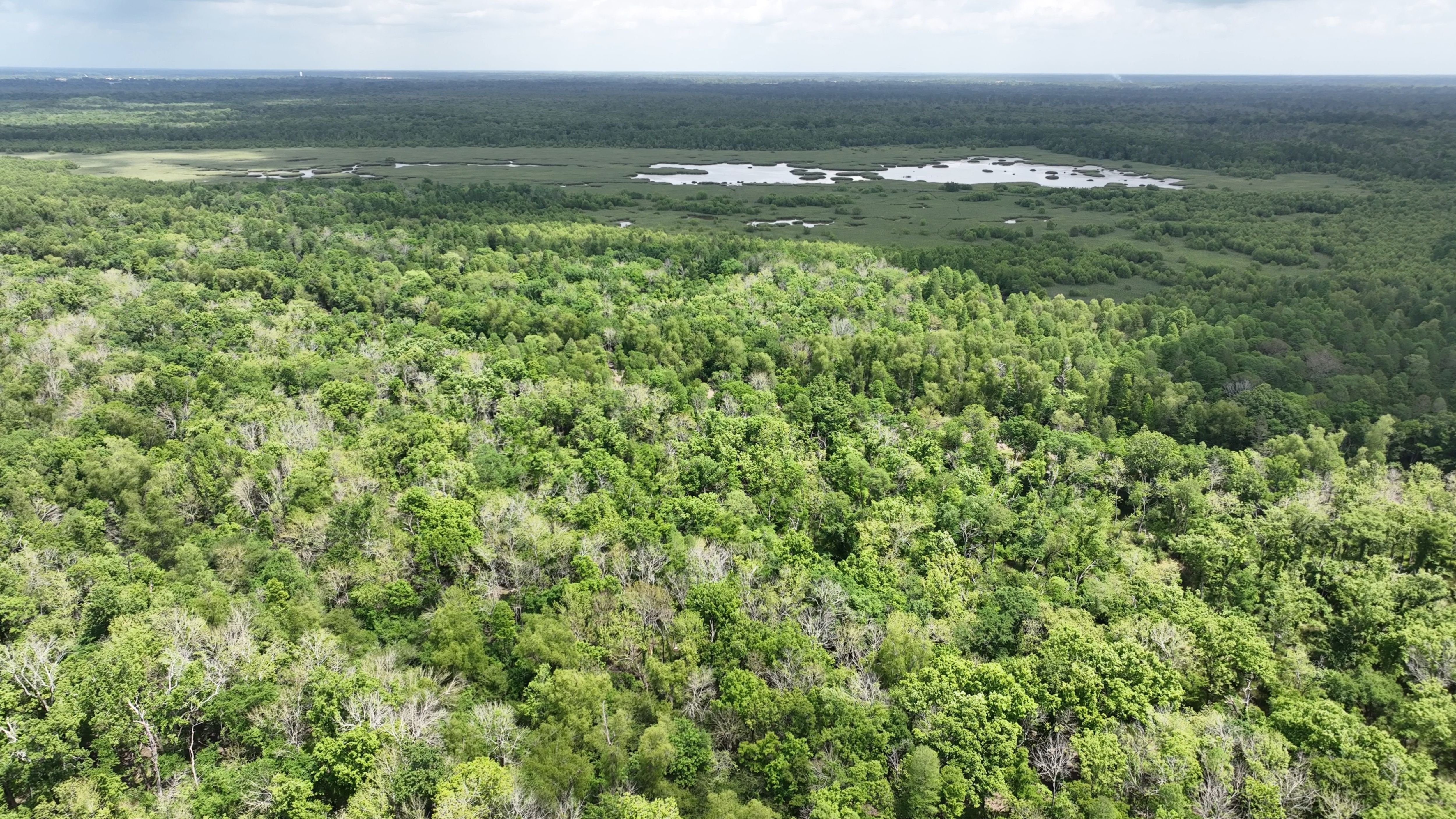 Listing Photo: Louisiana Hunting Land